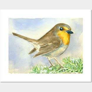 Robin bird on a frosted juniper branch Posters and Art